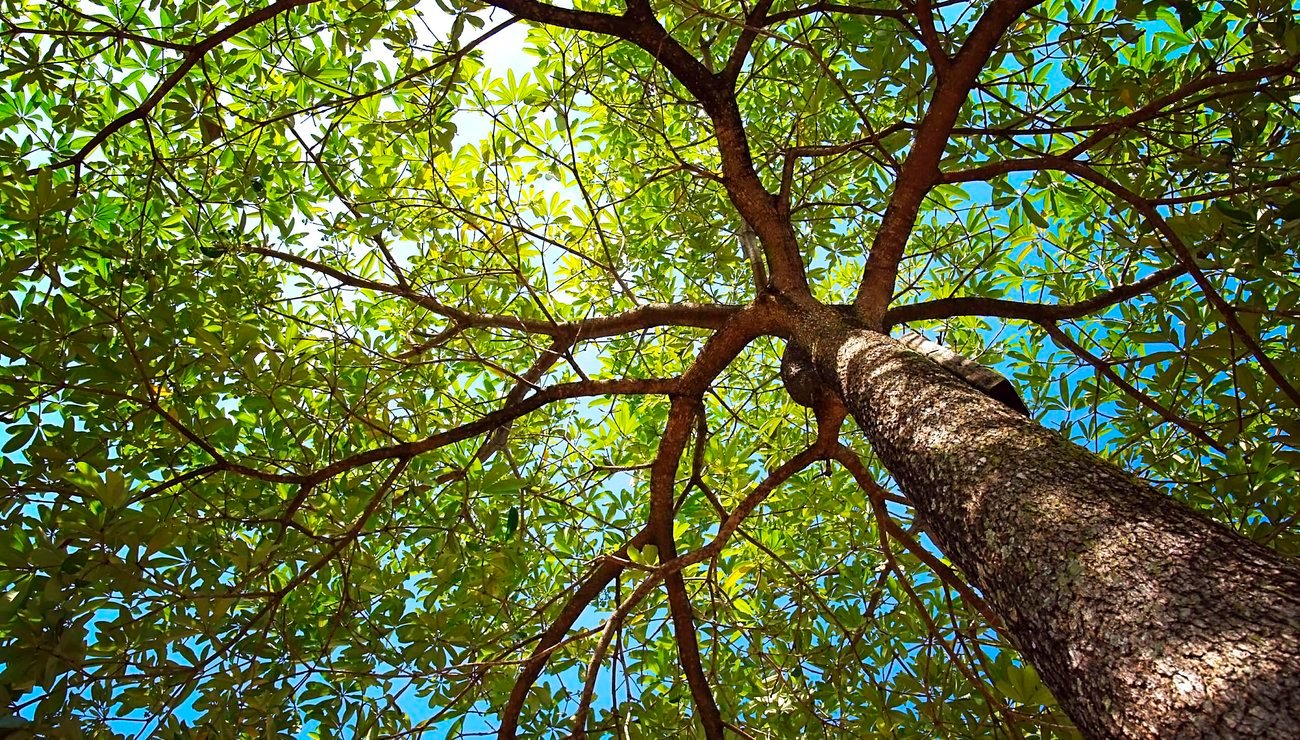 arbre.jpg