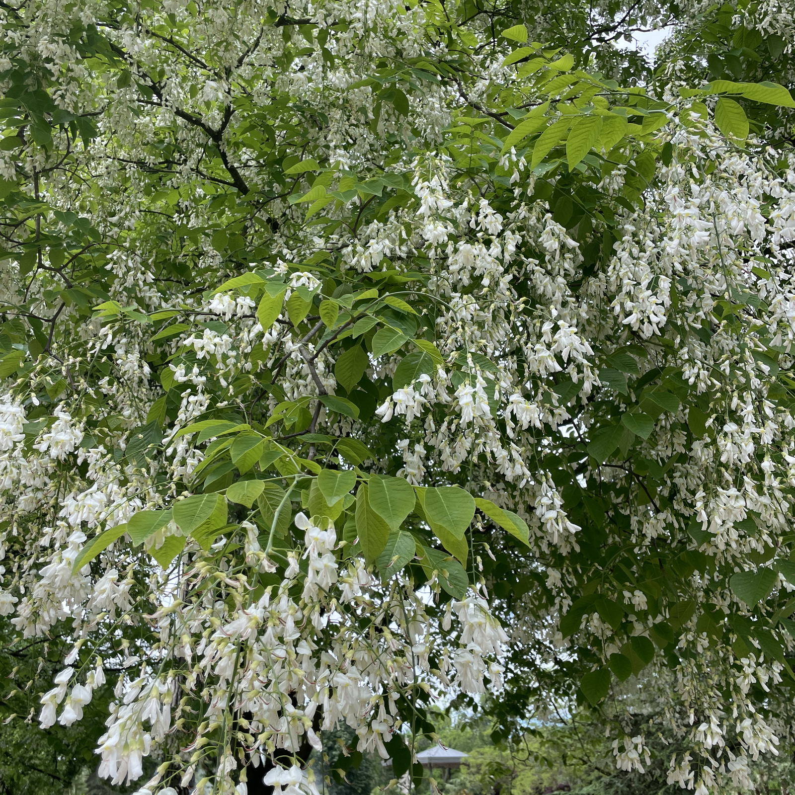 Visite arbres remarquables de VT
