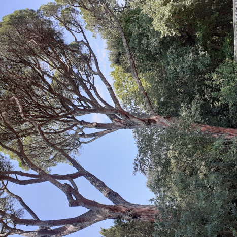 Reconnaissance des arbres